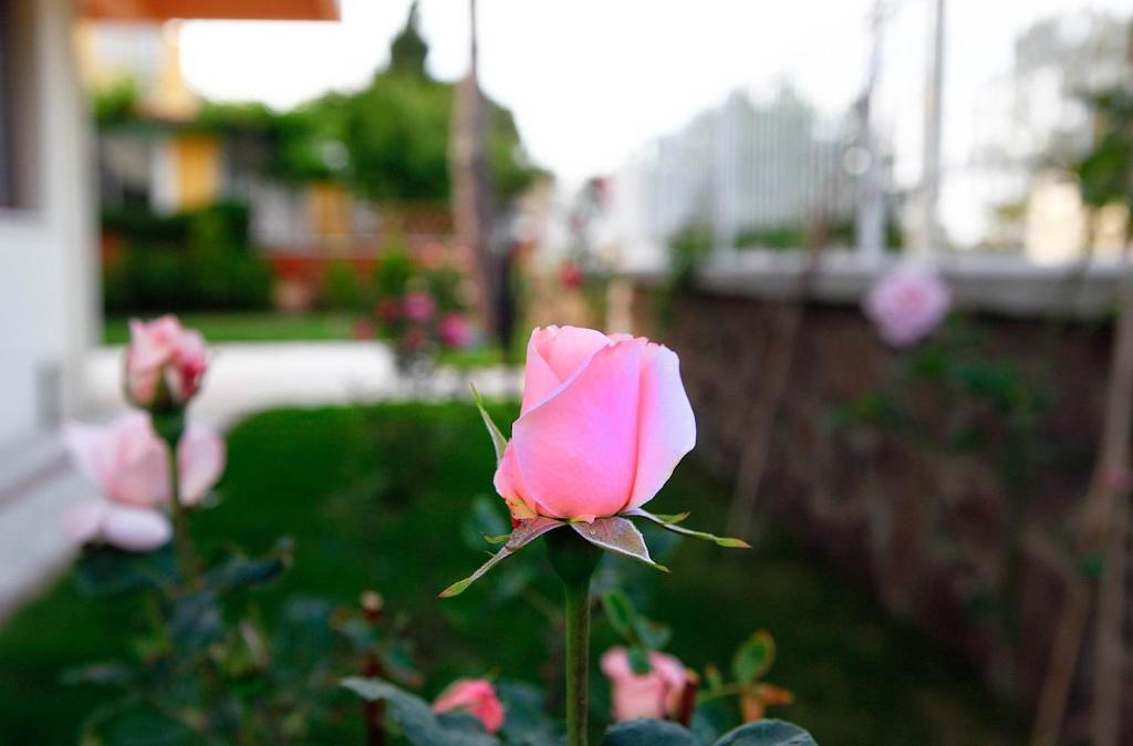 Villa Fokai Hotel Yenifoca Bagian luar foto